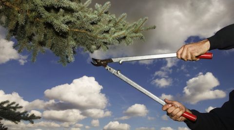 What Is the Best Time of Year to Trim a Pine Tree